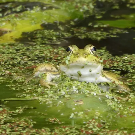 Vida-vi, And Carvalhal Bemfeito