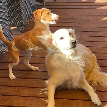 Vida-vi, And Carvalhal Bemfeito