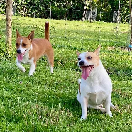 Vida-vi, And Bed & Breakfast