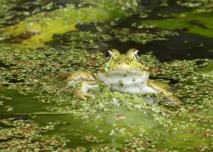 Vida-vi, And Carvalhal Bemfeito