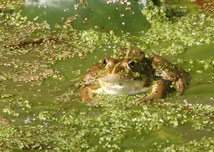住宿加早餐酒店 Vida-vi, And Carvalhal Bemfeito