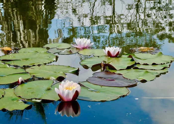 Vida-vi, And Bed & Breakfast Carvalhal Bemfeito