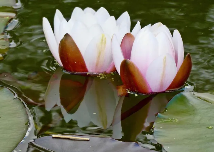 Vida-vi, And 住宿加早餐酒店 4*