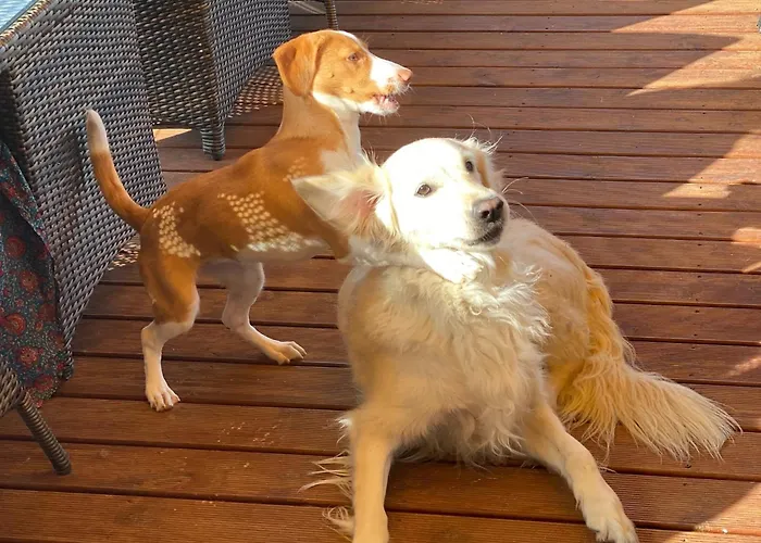 Vida-vi, And Carvalhal Bemfeito