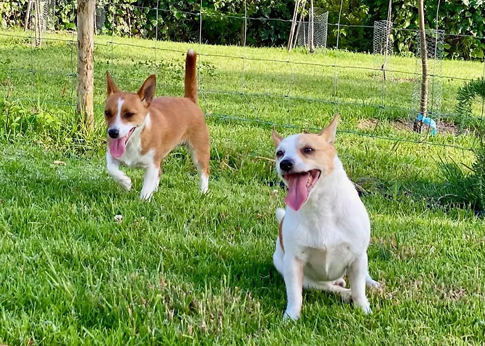 Vida-vi, And 住宿加早餐酒店