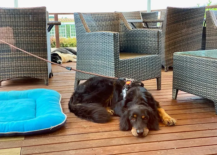 Vida-vi, And Carvalhal Bemfeito