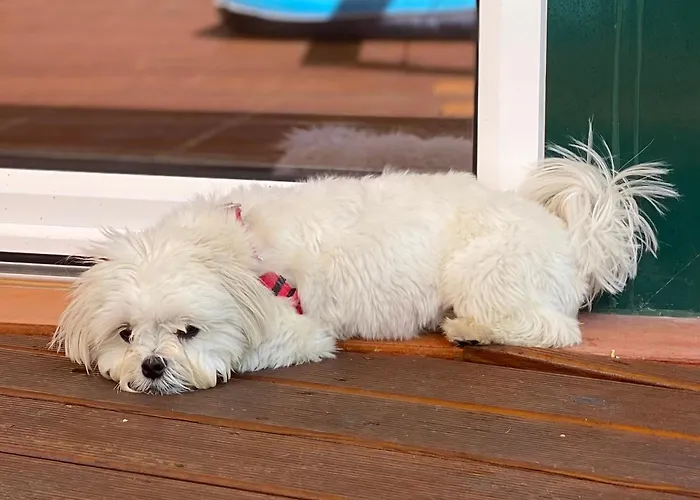 Vida-vi, And 住宿加早餐酒店 4*