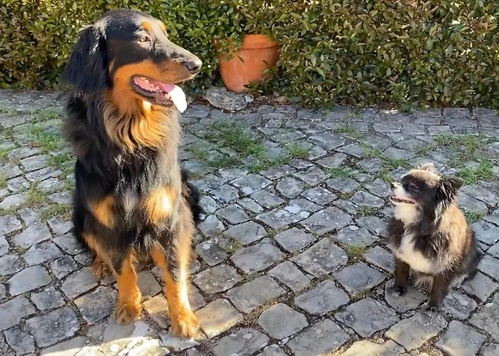 住宿加早餐酒店 Vida-vi, And Carvalhal Bemfeito