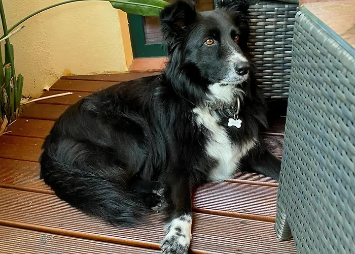 Vida-vi, And 4* Carvalhal Bemfeito